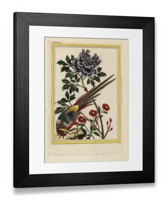 Framed Print : Moutan tree peony, Paeonia species Framed Print : Moutan tree peony, Paeonia species