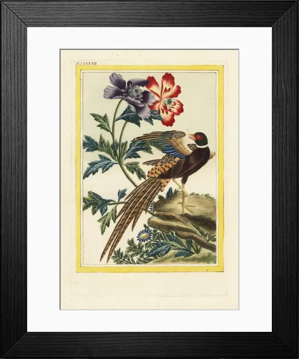 Framed Print : Red and violet poppies, Papaver species Framed Print : Red and violet poppies, Papaver species