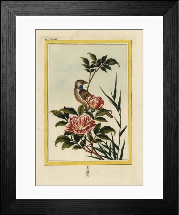 Framed Print : Saffron-flowered rose, Rosa species Framed Print : Saffron-flowered rose, Rosa species