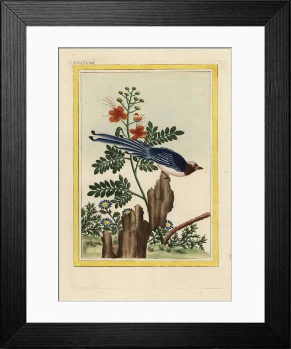 Framed Print : Chinese poinciana, Delonix regia Framed Print : Chinese poinciana, Delonix regia