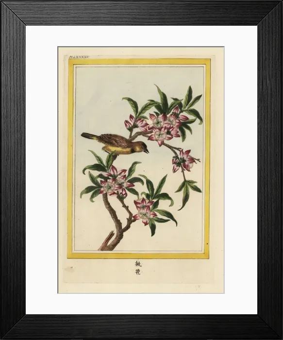 Framed Print : Peach tree in blossom, Prunus persica Framed Print : Peach tree in blossom, Prunus persica