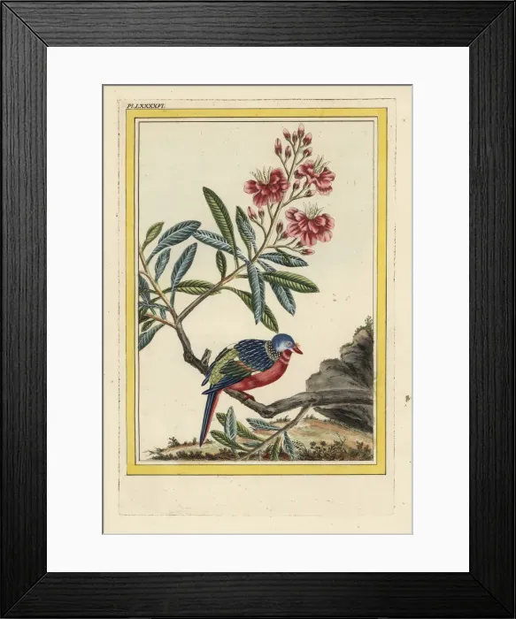 Framed Print : La Labordere. Rhododendron species? Framed Print : La Labordere. Rhododendron species?