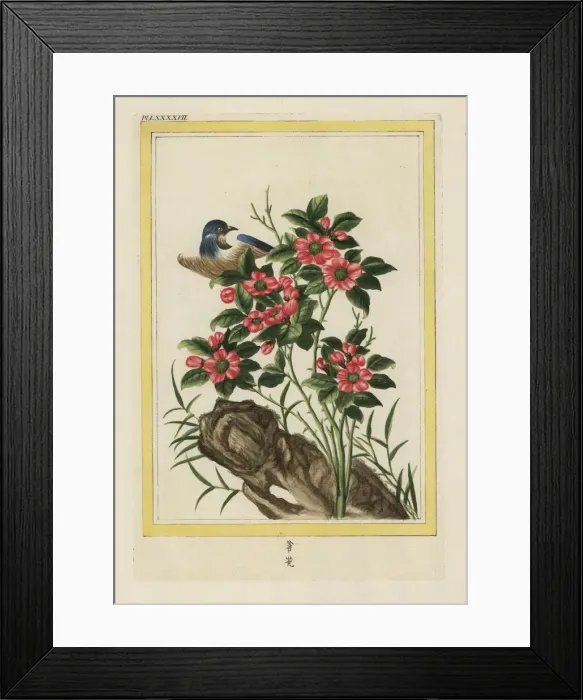Framed Print : Chinese rose, Rosa species Framed Print : Chinese rose, Rosa species