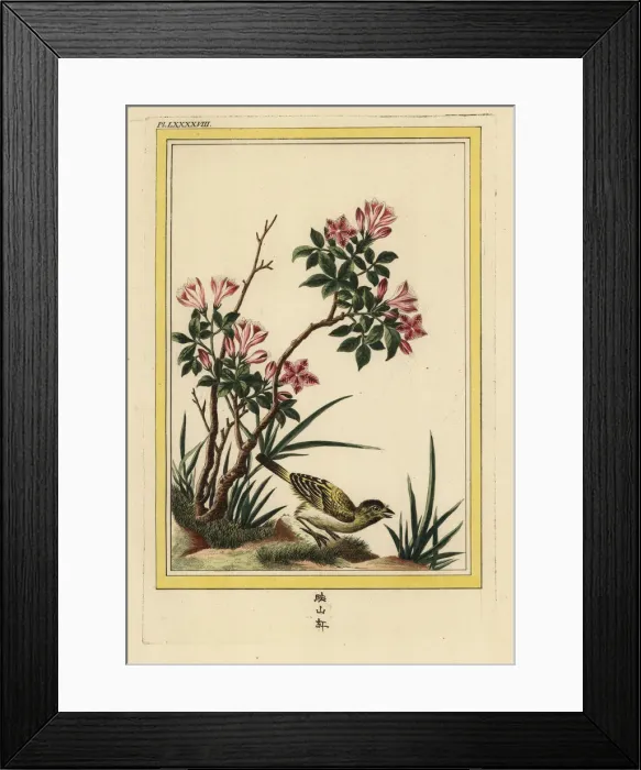 Framed Print : Azalea, Rhododendron species Framed Print : Azalea, Rhododendron species