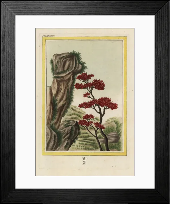 Framed Print : Firethorn, Pyracantha atalantioides Framed Print : Firethorn, Pyracantha atalantioides