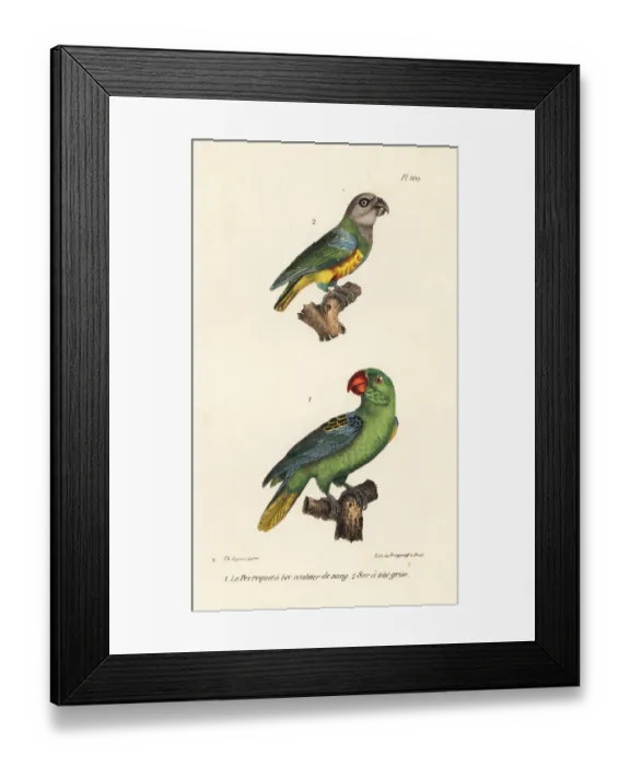 Framed Print : Senegal parrot and great-billed parrot Framed Print : Senegal parrot and great-billed parrot