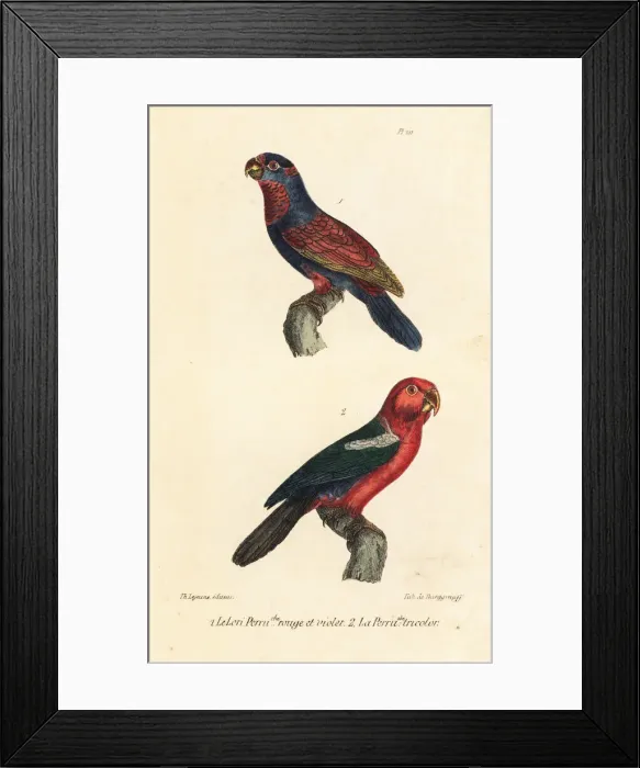 Framed Print : Red-and-blue lory (endangered) and Moluccan king parrot Framed Print : Red-and-blue lory (endangered) and Moluccan king parrot