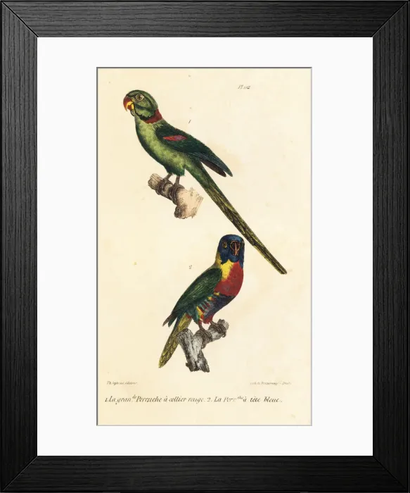 Framed Print : Rose-ringed parakeet and rainbow lorikeet Framed Print : Rose-ringed parakeet and rainbow lorikeet