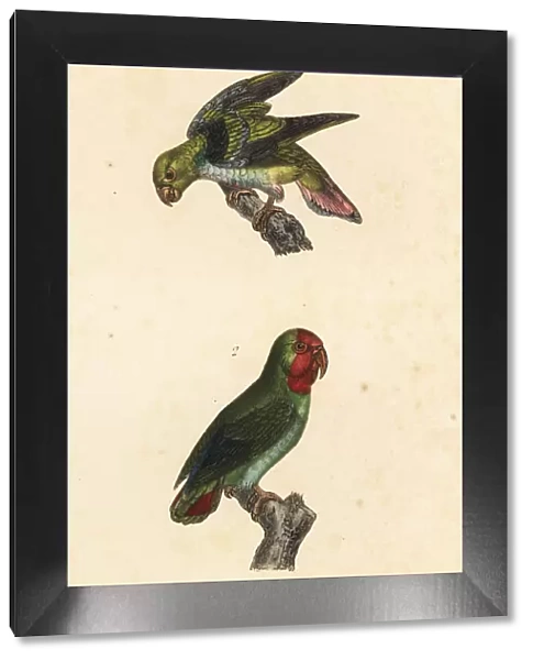 Golden-winged parakeet and red-headed lovebird