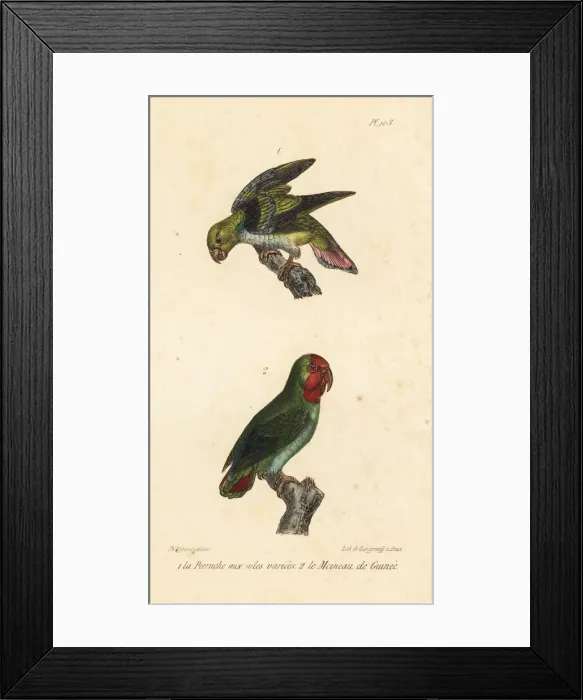 Framed Print : Golden-winged parakeet and red-headed lovebird Framed Print : Golden-winged parakeet and red-headed lovebird