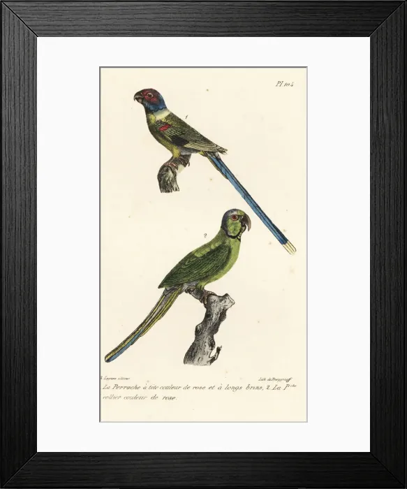 Framed Print : Blossom-headed parakeet and rose-ringed parakeet Framed Print : Blossom-headed parakeet and rose-ringed parakeet