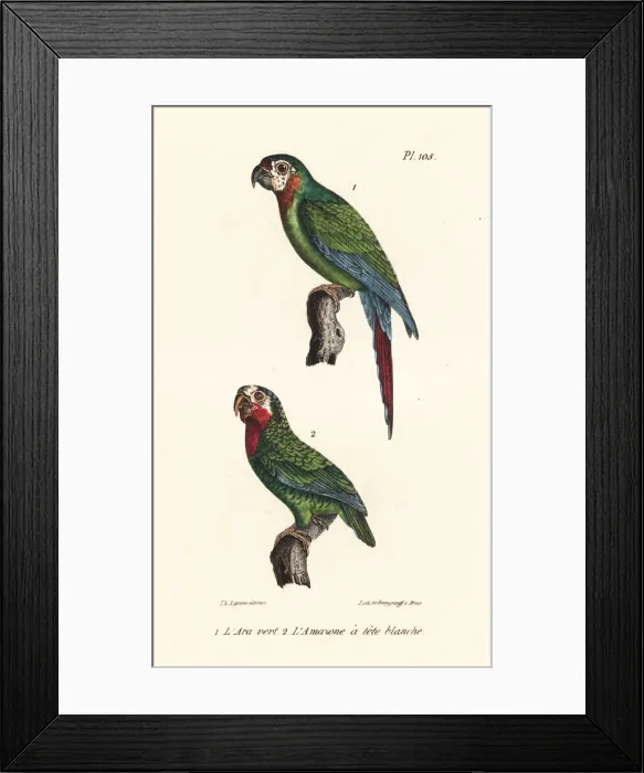 Framed Print : Chestnut-fronted macaw and Cuban amazon Framed Print : Chestnut-fronted macaw and Cuban amazon