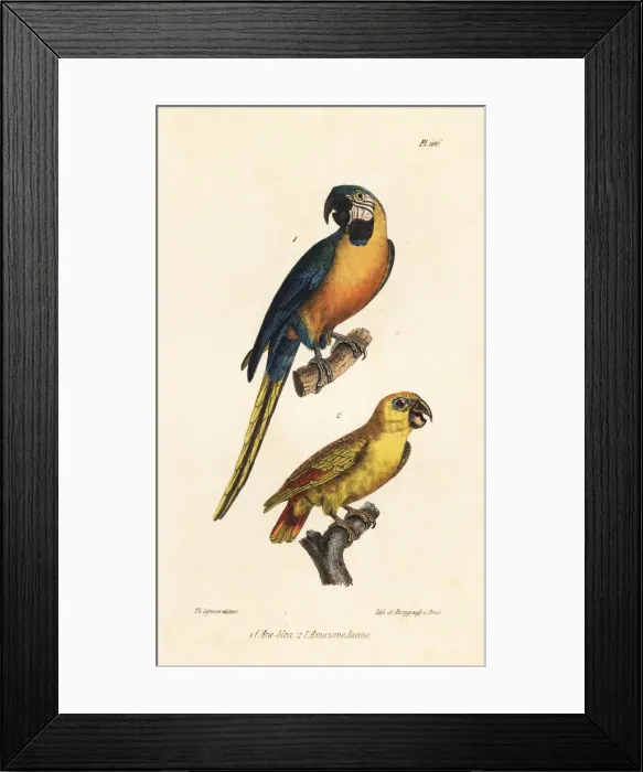 Framed Print : Blue-and-yellow macaw and yellow-headed amazon Framed Print : Blue-and-yellow macaw and yellow-headed amazon