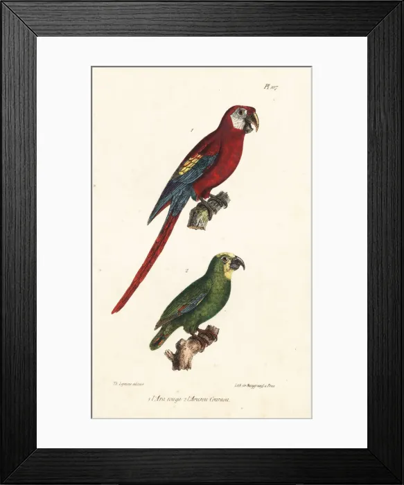 Framed Print : Scarlet macaw and orange-winged amazon Framed Print : Scarlet macaw and orange-winged amazon