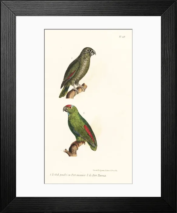 Framed Print : Mealy amazon and festive amazon Framed Print : Mealy amazon and festive amazon