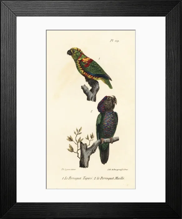 Framed Print : Perroquet tapire (artificially dyed amazon) Framed Print : Perroquet tapire (artificially dyed amazon)
