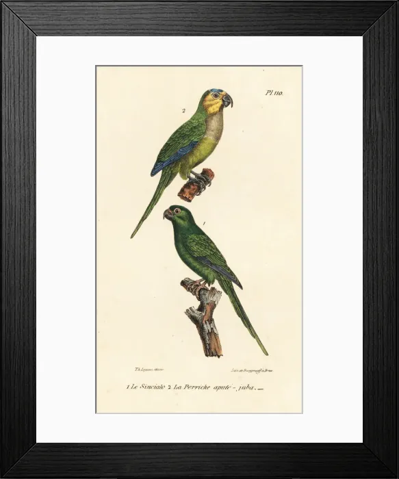 Framed Print : Brown-throated parakeet and long-tailed green Framed Print : Brown-throated parakeet and long-tailed green