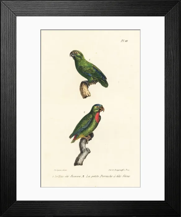 Framed Print : Green-rumped parrotlet and blue-crowned hanging-parrot Framed Print : Green-rumped parrotlet and blue-crowned hanging-parrot