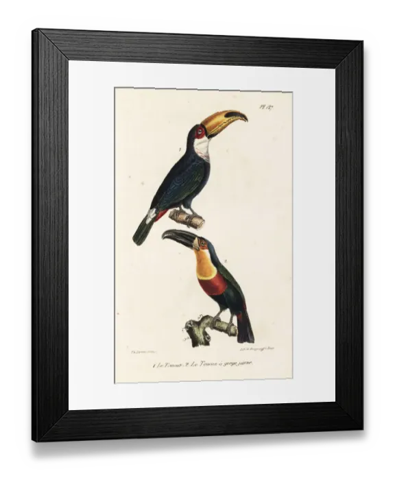 Framed Print : Toco toucan and ariel toucan Framed Print : Toco toucan and ariel toucan