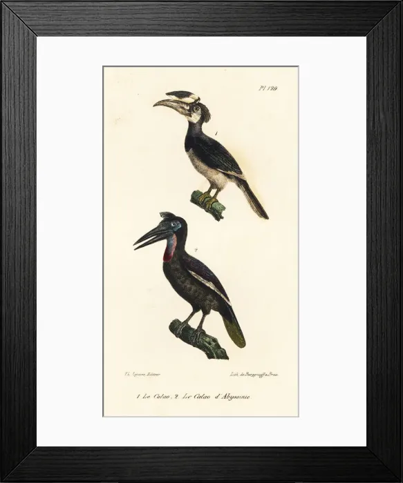 Framed Print : Rhinoceros hornbill and Abyssinian ground hornbill Framed Print : Rhinoceros hornbill and Abyssinian ground hornbill
