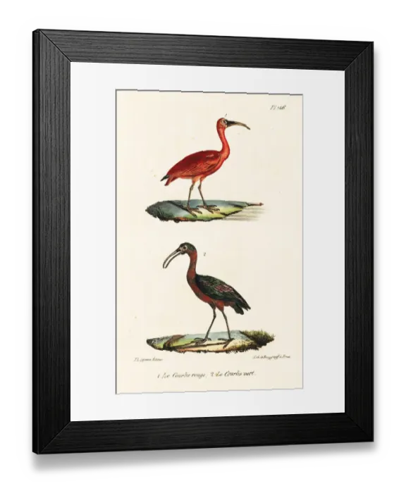 Framed Print : Scarlet ibis and olive ibis Framed Print : Scarlet ibis and olive ibis