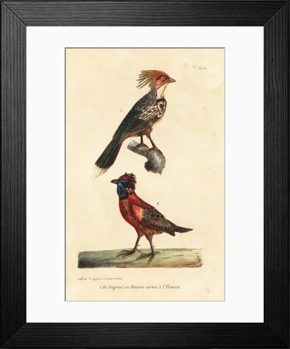 Framed Print : Kalij pheasant, Lophura leucomelanos Framed Print : Kalij pheasant, Lophura leucomelanos