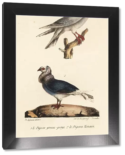 Pouter pigeon and Jacobin pigeon