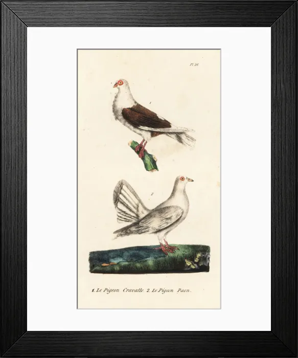 Framed Print : Owl pigeon and fantail pigeon Framed Print : Owl pigeon and fantail pigeon