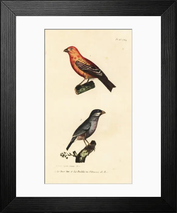 Framed Print : Pine grosbeak and Java rice bird Framed Print : Pine grosbeak and Java rice bird