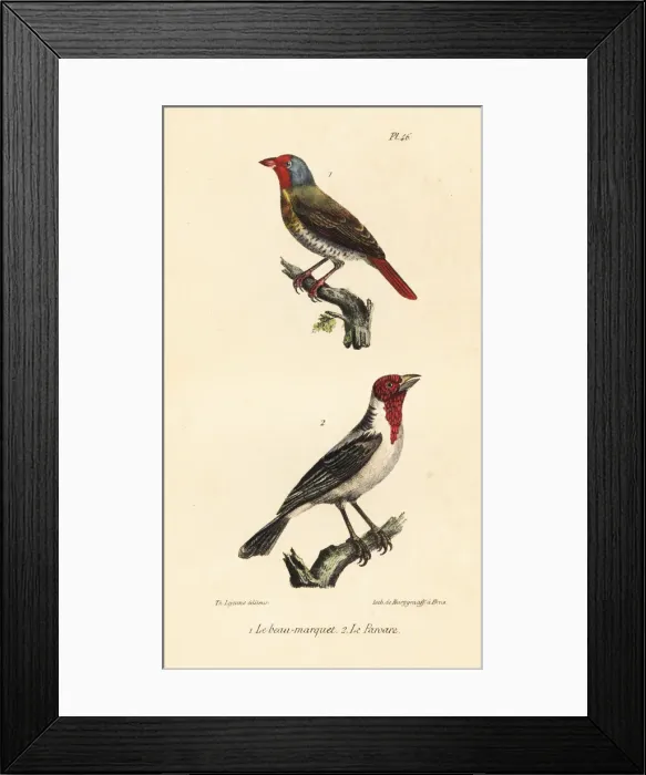 Framed Print : Green-winged pytilia and red-cowled cardinal Framed Print : Green-winged pytilia and red-cowled cardinal