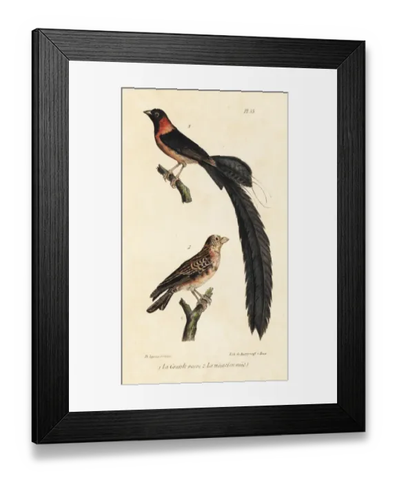 Framed Print : Long-tailed paradise whydah Framed Print : Long-tailed paradise whydah