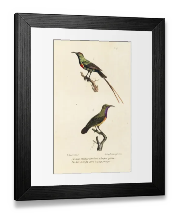 Framed Print : Southern double-collared sunbird and purple-throated sunbird Framed Print : Southern double-collared sunbird and purple-throated sunbird