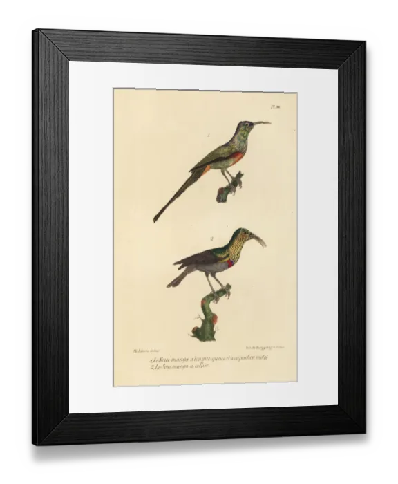 Framed Print : Beautiful sunbird and southern double-collared sunbird Framed Print : Beautiful sunbird and southern double-collared sunbird