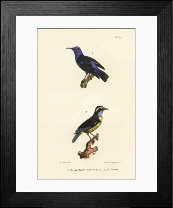 Framed Print : Red-legged honeycreeper and bananaquit Framed Print : Red-legged honeycreeper and bananaquit