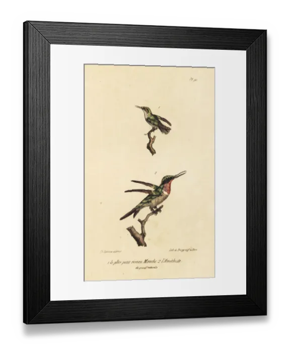 Framed Print : Bee hummingbird and amethyst woodstar Framed Print : Bee hummingbird and amethyst woodstar