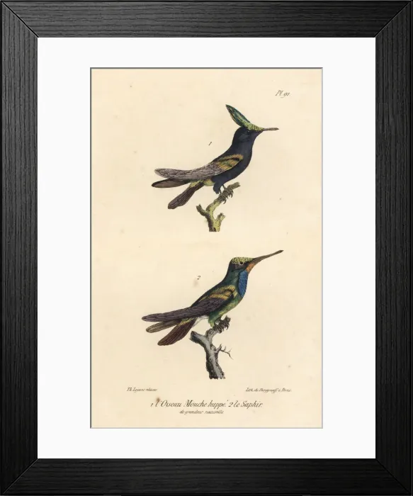 Framed Print : Antillean crested hummingbird and sapphire-throated Framed Print : Antillean crested hummingbird and sapphire-throated