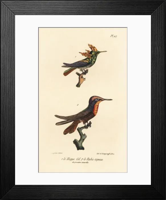 Framed Print : Antillean crested hummingbird and ruby-topaz hummingbird Framed Print : Antillean crested hummingbird and ruby-topaz hummingbird