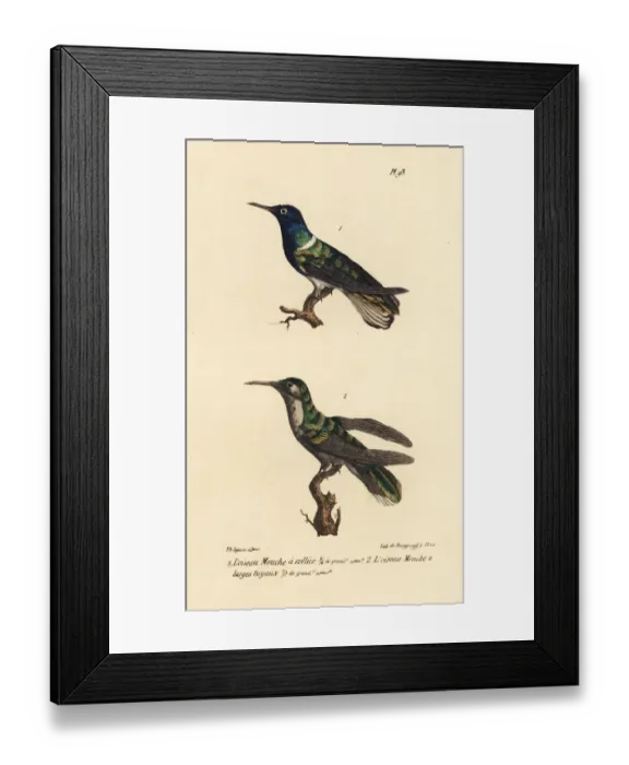 Framed Print : White-necked jacobin and grey-breasted sabrewing Framed Print : White-necked jacobin and grey-breasted sabrewing
