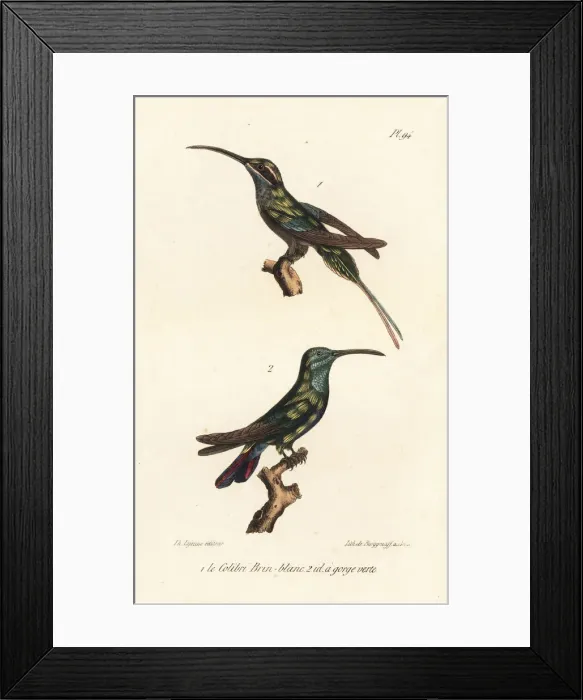 Framed Print : Eastern longtailed hermit and grey-breasted sabrewing Framed Print : Eastern longtailed hermit and grey-breasted sabrewing