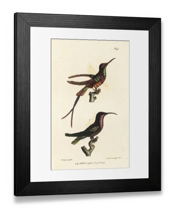 Framed Print : Crimson topaz and ruby-throated hummingbird Framed Print : Crimson topaz and ruby-throated hummingbird