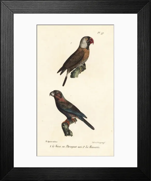 Framed Print : Greater vasa parrot and mascarene parrot Framed Print : Greater vasa parrot and mascarene parrot