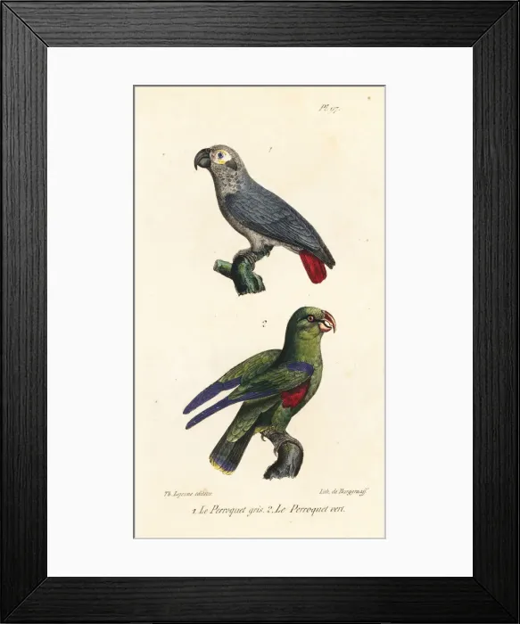 Framed Print : African grey parrot and green parakeet Framed Print : African grey parrot and green parakeet