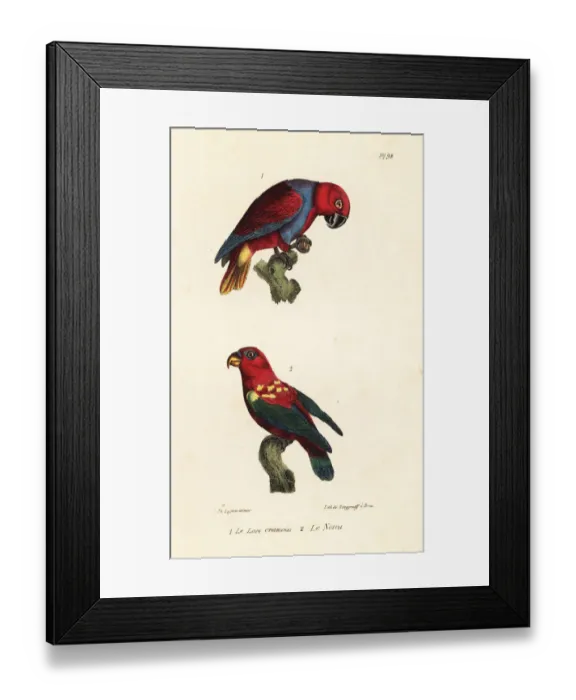 Framed Print : Eclectus parrot and chattering lory Framed Print : Eclectus parrot and chattering lory