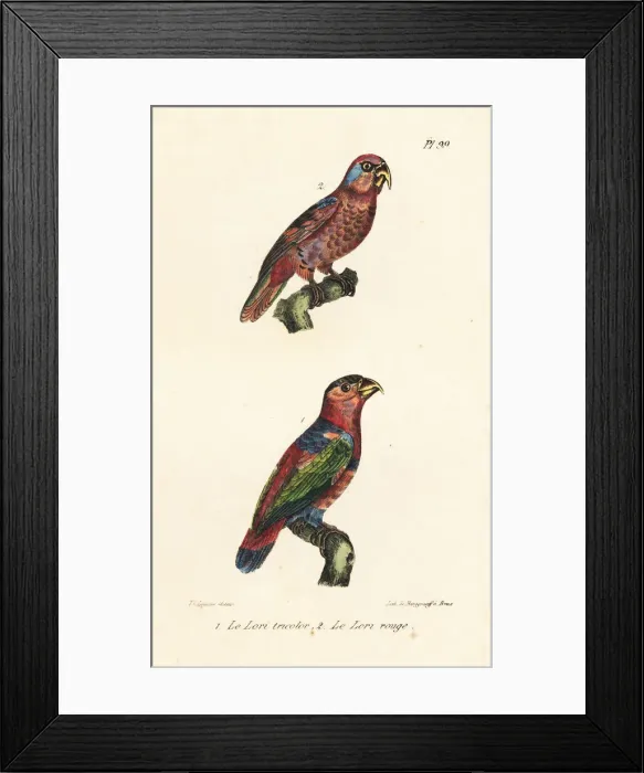 Framed Print : Black-capped lory, Lorius lory, and red lory, Eos bornea Framed Print : Black-capped lory, Lorius lory, and red lory, Eos bornea