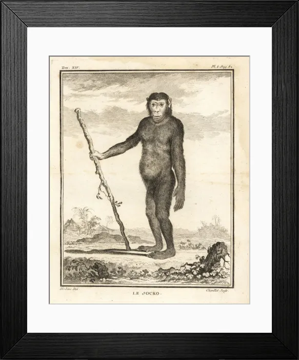 Framed Print : Chimpanzee, Pan troglodytes. Endangered Framed Print : Chimpanzee, Pan troglodytes. Endangered