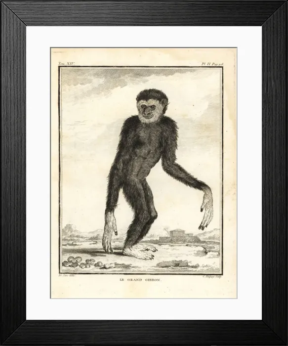 Framed Print : Agile gibbon, Hylobates agilis. Engandered Framed Print : Agile gibbon, Hylobates agilis. Engandered