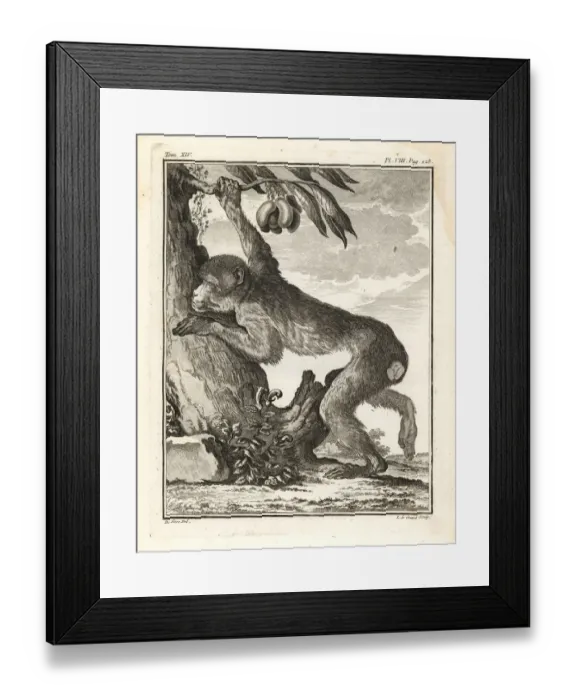 Framed Print : Barbary macaque or magot, Macaca sylvanus. Endangered Framed Print : Barbary macaque or magot, Macaca sylvanus. Endangered