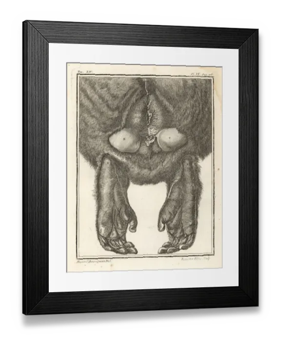 Framed Print : Barbary macaque or magot, Macaca sylvanus. Endangered Framed Print : Barbary macaque or magot, Macaca sylvanus. Endangered