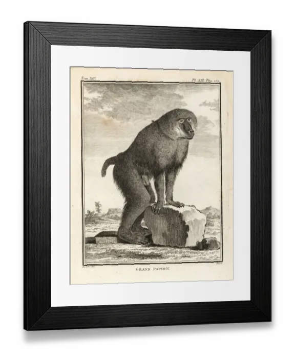 Framed Print : Hamadryas baboon, Papio hamadryas Framed Print : Hamadryas baboon, Papio hamadryas