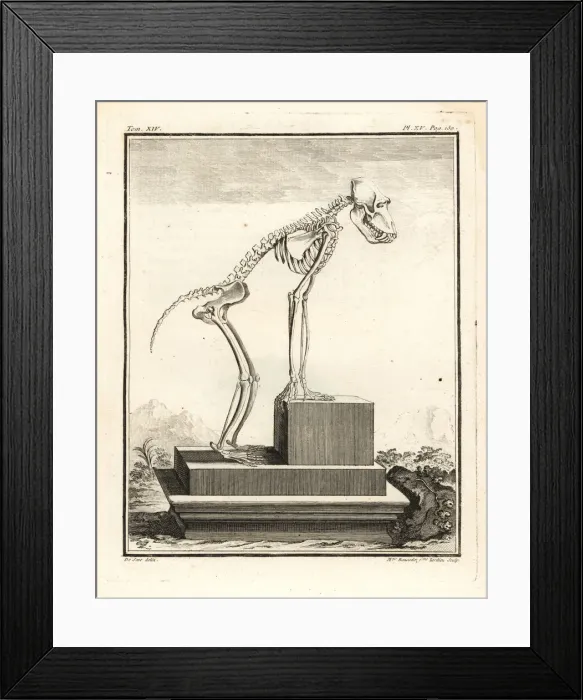 Framed Print : Hamadryas baboon skeleton, Papio hamadryas Framed Print : Hamadryas baboon skeleton, Papio hamadryas